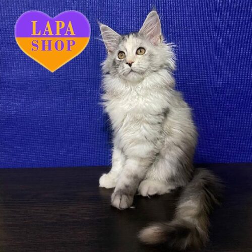 Bentley is a Beautiful Maine Coon Tortoiseshell and Silver Kitty