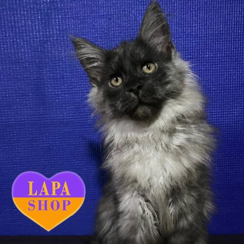 Очаровательная дымная кошечка породы мейн-кун Blackberry