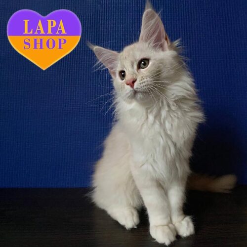 Bruce — очаровательный котенок породы мейн-кун нежного окраса