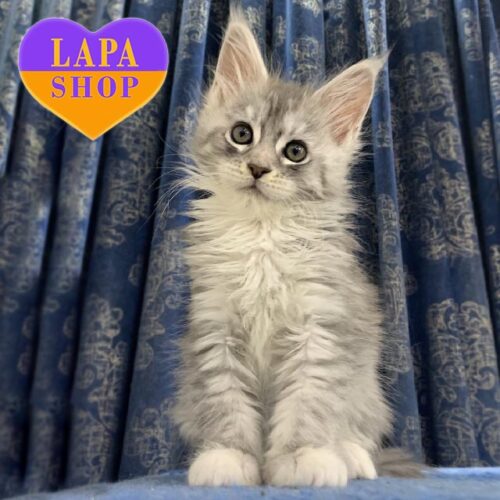 Витончена кішечка породи мейн-кун в сріблясто-мармуровій шубці Cally