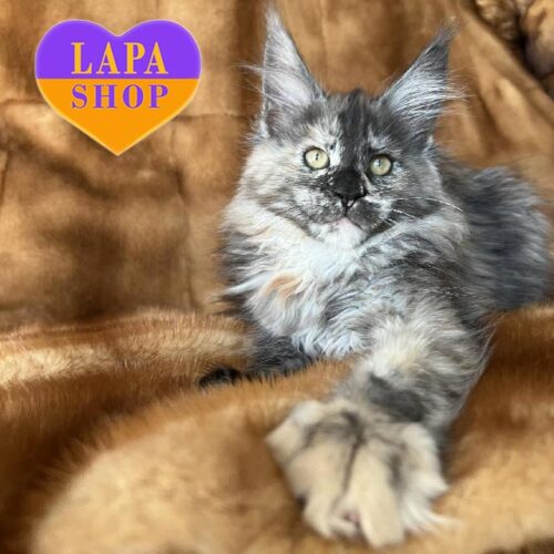 Eva — милая черепахово-серебристая кошечка породы мейн-кун