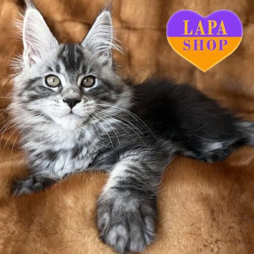 Красавица породы мейн-кун Fanta