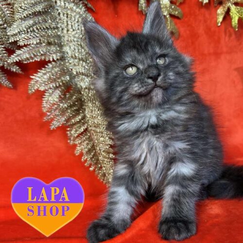 Чарівна кішка мейн-кун з витонченим димним забарвленням Fifa