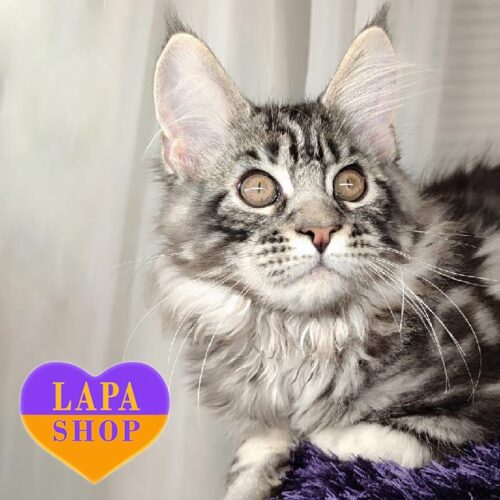 Кішечка породи мейн-кун в розкішній сріблясто-мармуровій шубці Айріс