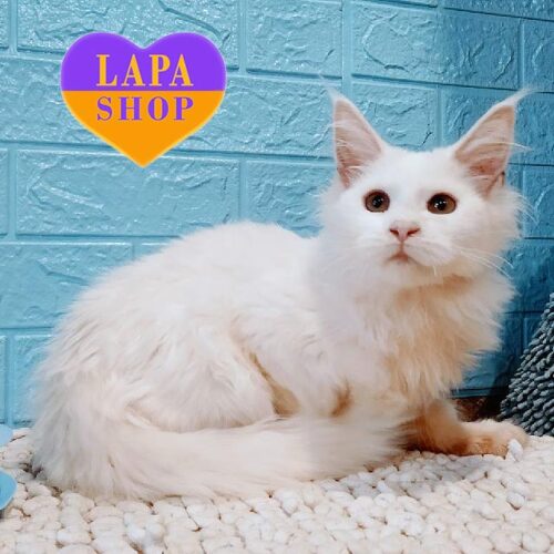 Мила кішечка породи мейн-кун Пауліна