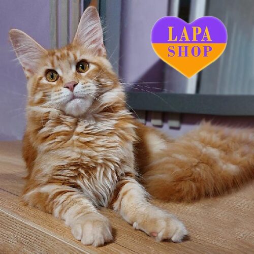 Cute Maine Coon Kitty Perseya — She is Your Future Favorite