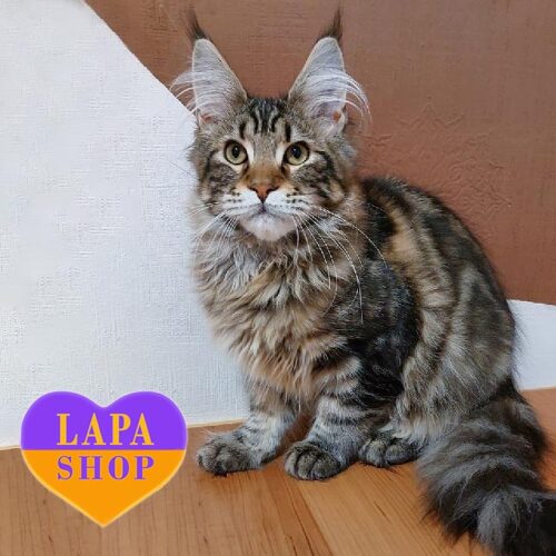 Qay — очаровательный мейн-кун с выразительным мраморным окрасом