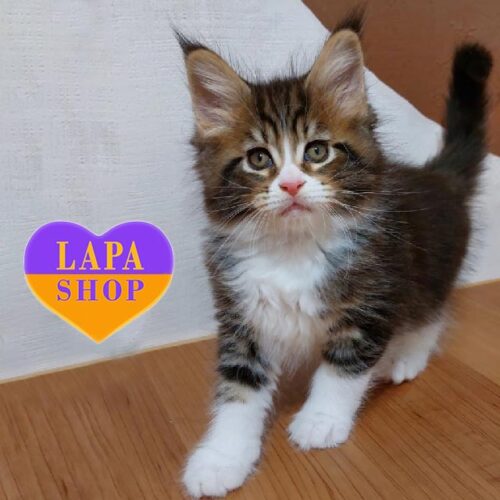 Элегантный котенок породы мейн-кун в белых "носочках" Saymon