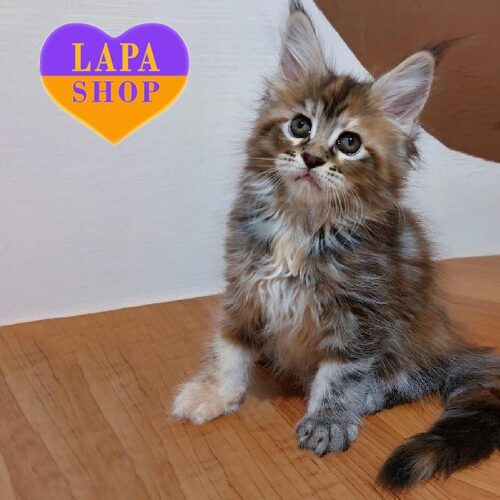 Serseya — красавица породы мейн-кун в черепахово-серебристой шубке