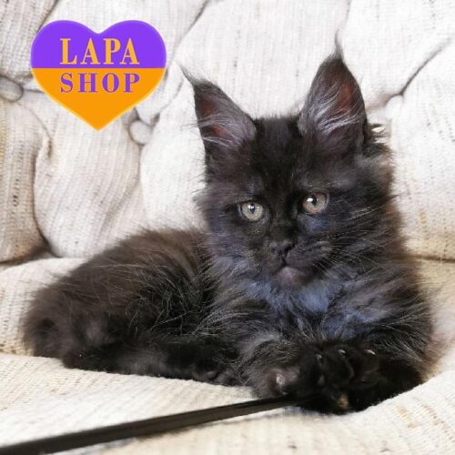 Очаровательная кошечка породы мейн-кун в дымной шубке Ula