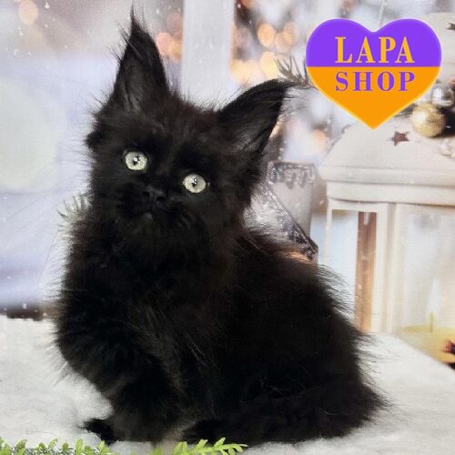 Чарівне кошеня породи мейн-кун в в чорній шубці Vader — ваш майбутній улюбленець