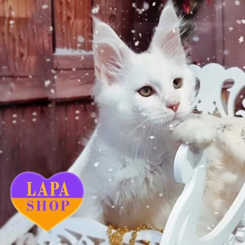 Очаровательный котенок породы мейн-кун нежной окраски шедед Wensan