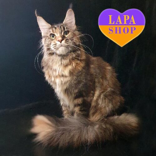 Красуня породи мейн-кун Ханна