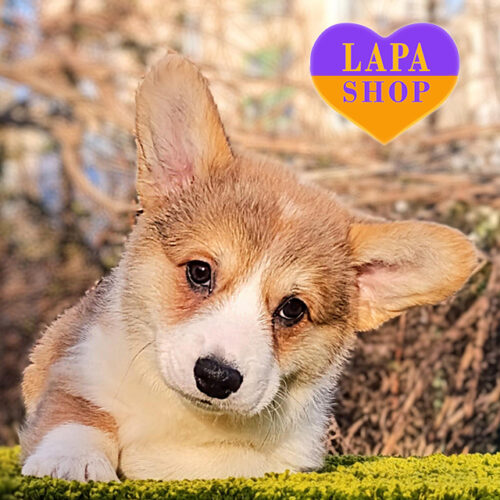 Mickey — Sweet Handsome Welsh Corgi Pembroke Boy