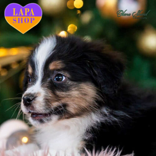 Очаровательный красавец породы миниатюрная американская овчарка