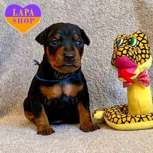 Милый красавец породы миниатюрный пинчер