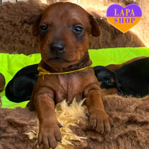 Рыжий мальчик породы миниатюрный пинчер ждет семью