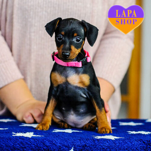 Charming Dahlia Miniature Pinscher Girl With Black Coat