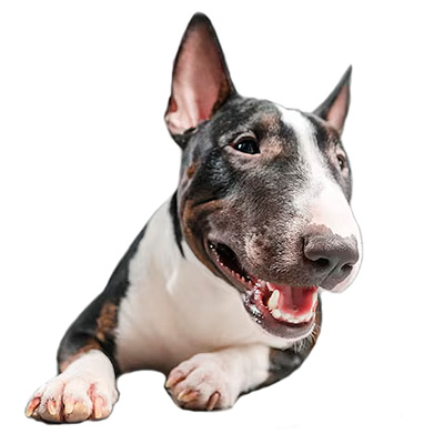 Мініатюрний бультер'єр