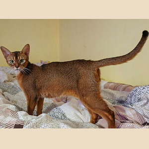 Абисинский красавец Big Bruno mom 9