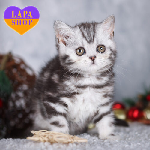 Шотландская милая девочка Monroe