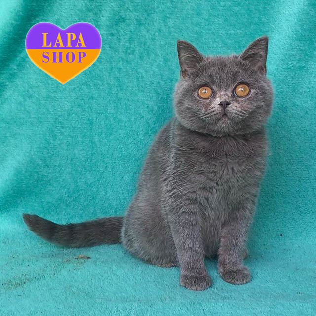 Handsome British Shorthair Montreal — Your Future Favorite