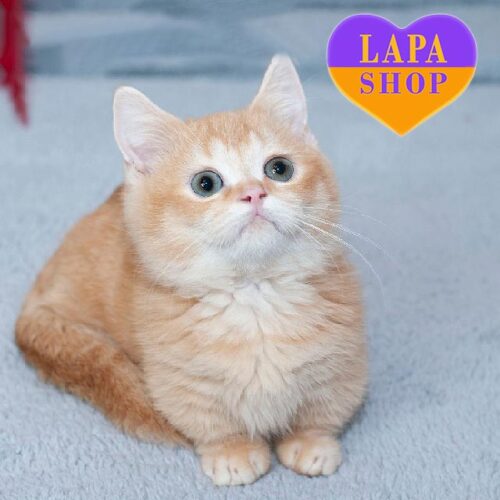 Милый котенок породы манчкин в яркой рыжей шубке.