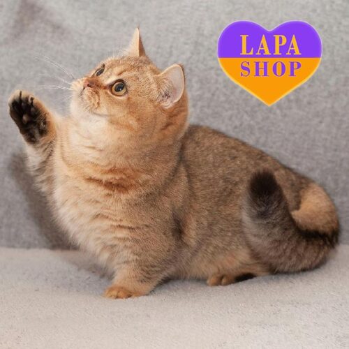 Korgi — роскошный котик пород манчкин в золотой шубке