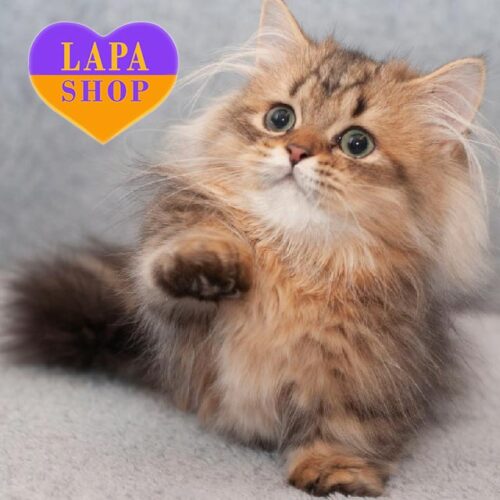 Длинношерстная красавица породы манчкин Laura