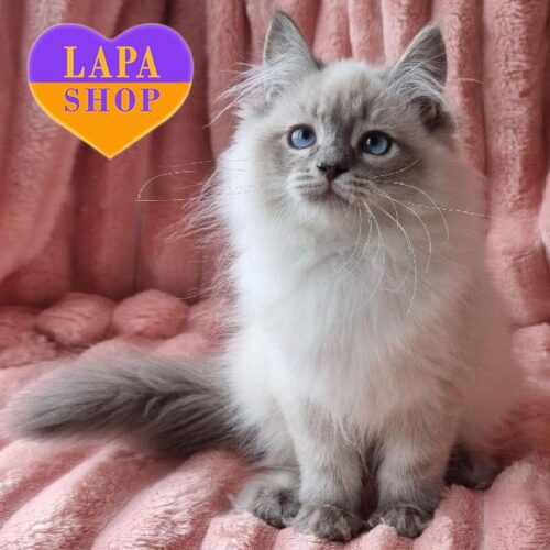 Hristina — мила невська маскарадна кішечка