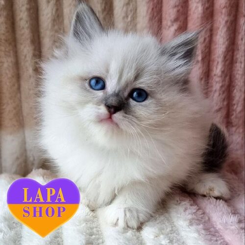 Чарівна невська маскарадна кішечка Iden