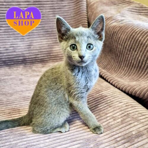 Милая русская голубая кошечка Nice