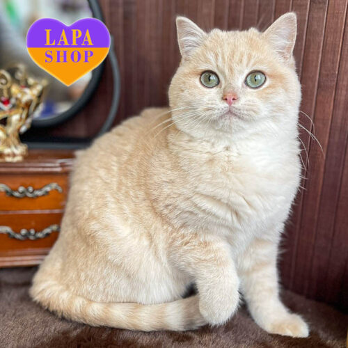 Очаровательный британский красавец Olymp ждет своей семьи