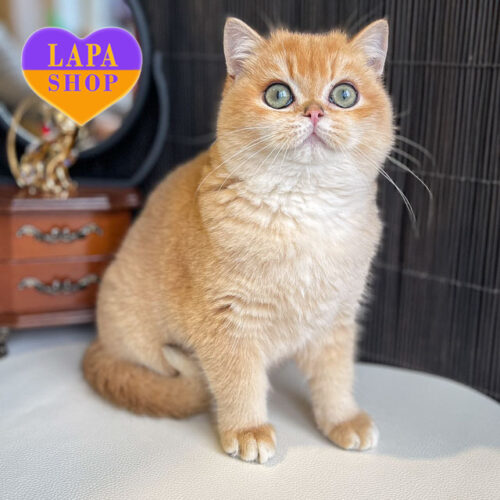 Елегантний британський котик Oscar