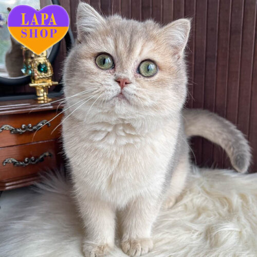 Pamella – элегантная британская короткошерстная девочка