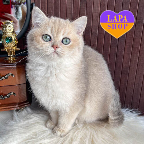 Patrik - британский короткошерстный красавец