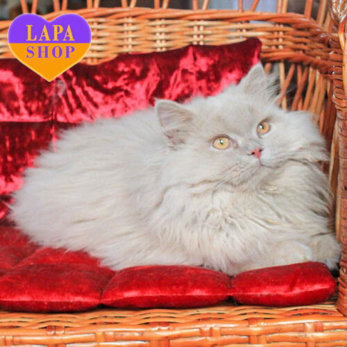 Peach — British Longhair Gentleman