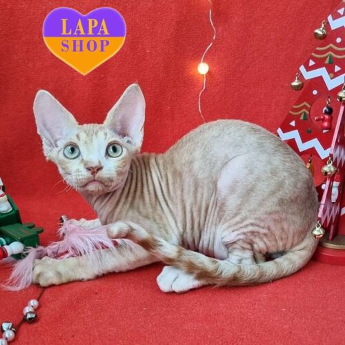 Peach — утонченный красавец породы девон-рекс ждет своей семьи