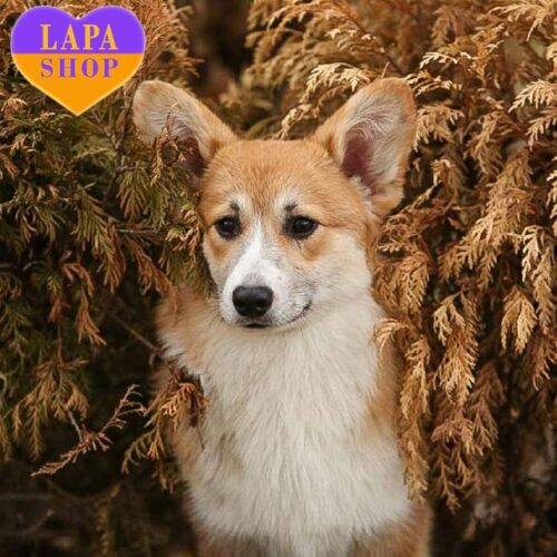 Красавица породы вельш корги пемброк Bylka ждет семью