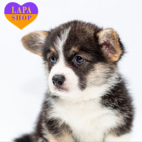 Очаровательный красавец породы корги пемброк ждет семью