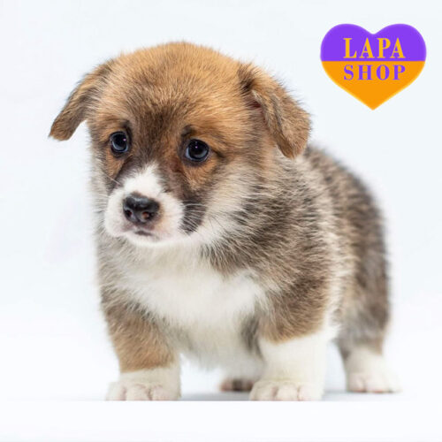 Милая девочка породы вельш корги пемброк