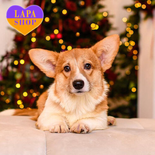 Pepsi — элегантная девочка породы вельш корги пемброк