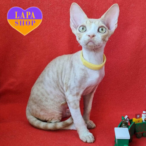 Pepsi – элегантный джентельмен породы девон-рекс