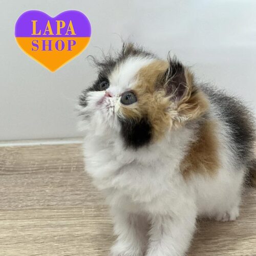 Чарівна перська кішка забарвленням каліко — продаж за кордон