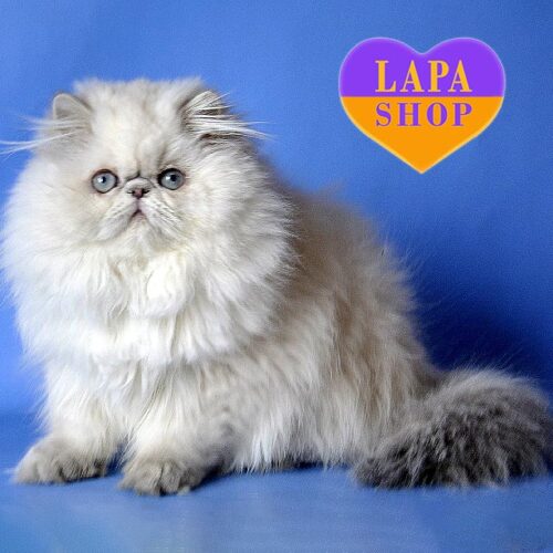 Милая персидская кошечка в роскошной шубке Джени