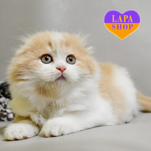 Persic — Long-Haired Scottish Straight Handsome Boy Awaits His Family