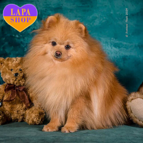 Пряник – красавец породы померанский шпиц