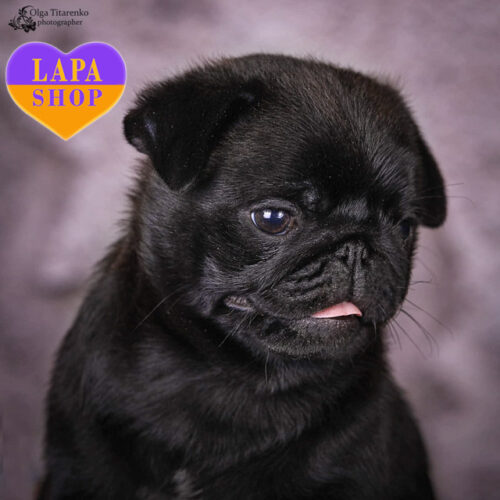 Чарівний хлопчик породи мопс чорного забарвлення