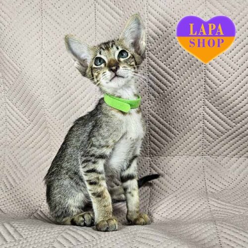 Ориентальный красавец Quarter Moon