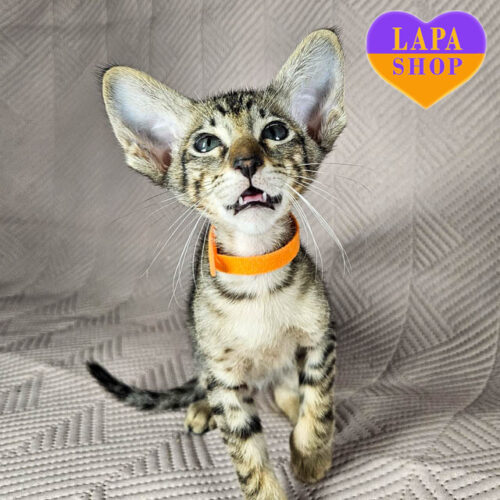 Ориентальный милый мальчик Quirky